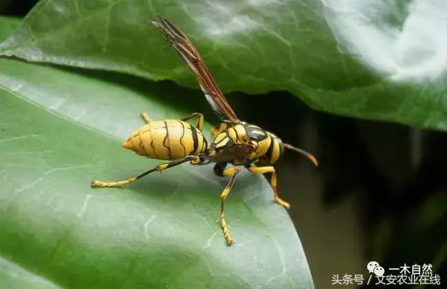 水生昆虫幼虫图谱,各种有害昆虫图谱