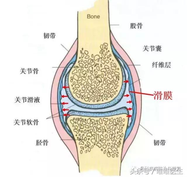 滑膜炎深度讲解（一）——华中科技大学附属协和骨科医院专家