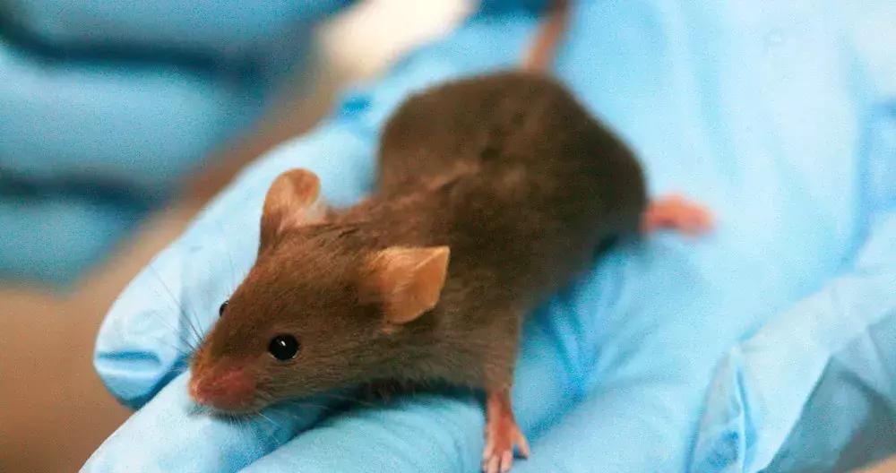 穿好奶奶织的毛裤，你依旧无法避免与风湿膏药共度晚年