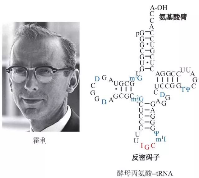 造酒，酿醋，拿诺奖：“下得了厨房上得了厅堂”的神奇酵母