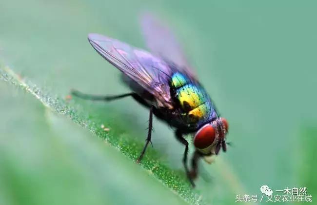 水生昆虫幼虫图谱,各种有害昆虫图谱