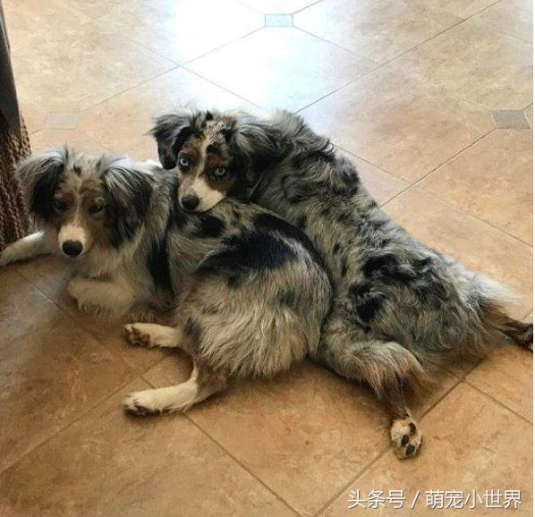 全盲卖不出去！牧羊犬对世界害怕，有了狗妹妹后找回最美笑容