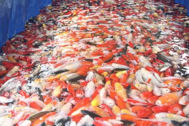 一些人其实是放生实则是杀生,放生又杀生有什么罪过