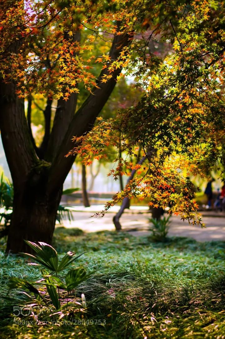 12月机票白菜价！佛山人飞这些地方，最低只要160元！