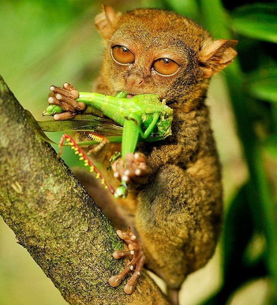 为什么有人天生爱吃肉,人为什么天生爱吃肉