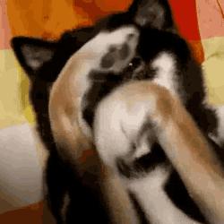 滑雪品牌中的爱马仕,爱马仕滑雪用品