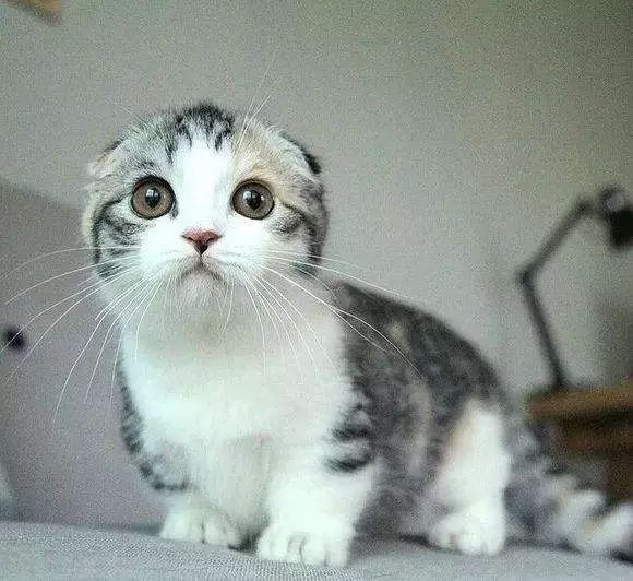 圣诞节心愿怎么写,圣诞节欲望清单素材