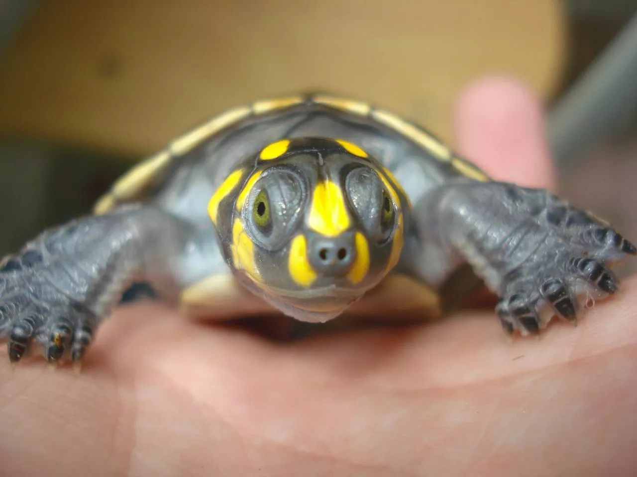 关于混养塘,最简单的混养方法