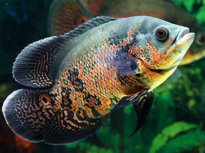 关于混养塘,最简单的混养方法