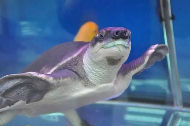 关于混养塘,最简单的混养方法