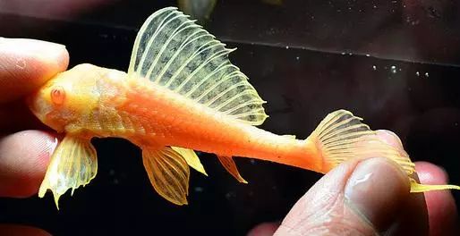 关于混养塘,最简单的混养方法