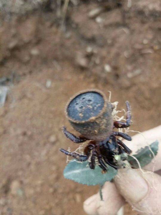 农民田里干活中毒,四川老农发现考古文物