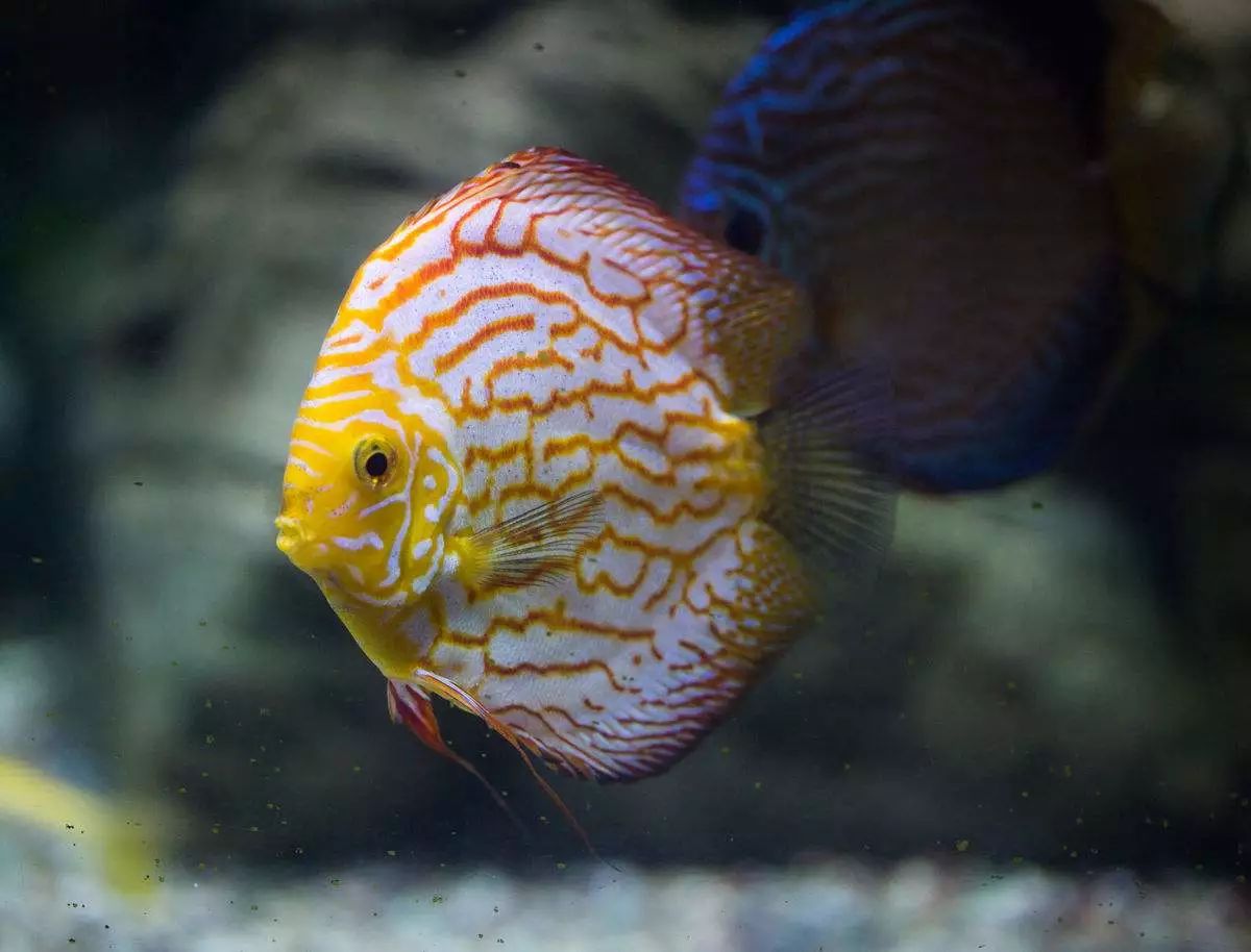 关于混养塘,最简单的混养方法