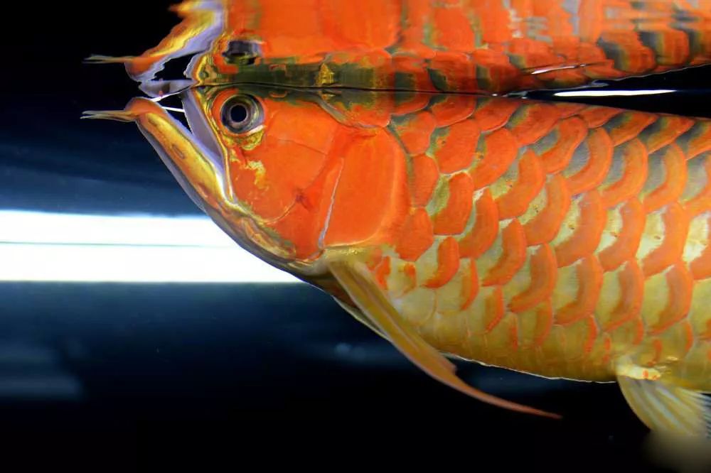 压养和正常养的龙鱼区别,养红龙是白灯好还是红灯好