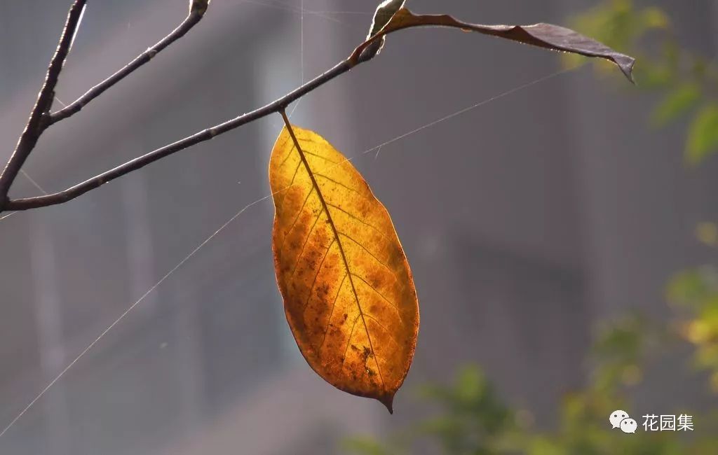 花园里的花怎么种植,花园里如何种花更容易活