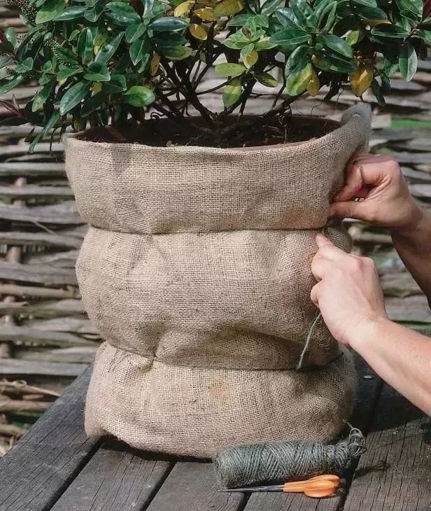 花园里的花怎么种植,花园里如何种花更容易活