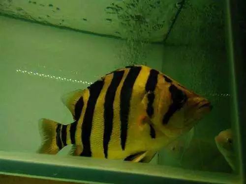 关于混养塘,最简单的混养方法