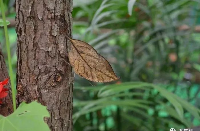 花园里的花怎么种植,花园里如何种花更容易活