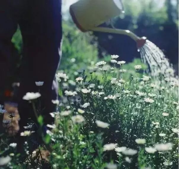 花园里的花怎么种植,花园里如何种花更容易活
