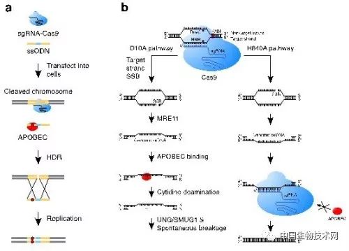 APOBEC3介导的DNA修复在CRISPR/Cas9基因编辑中突变新机制