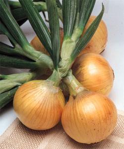 洋葱长了根须能吃吗,洋葱长苗了可以吃吗