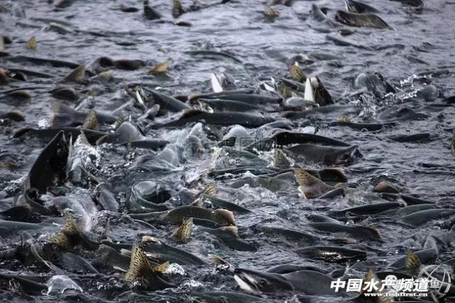 养殖水浓用什么药好,养殖水硬度高有什么好处