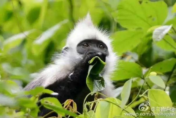 为什么有人天生爱吃肉,人为什么天生爱吃肉