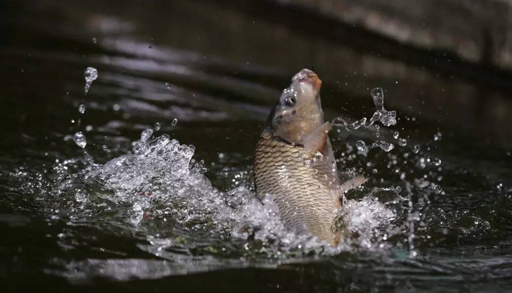 成都周边适合新手钓鱼的地方,成都2020十大免费钓鱼地方