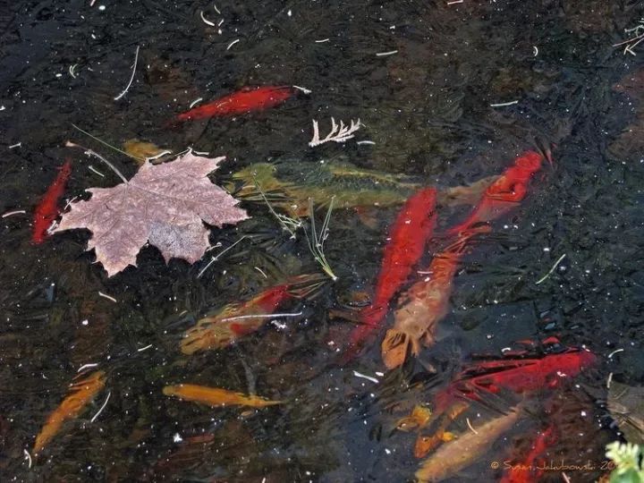 花园里的花怎么种植,花园里如何种花更容易活