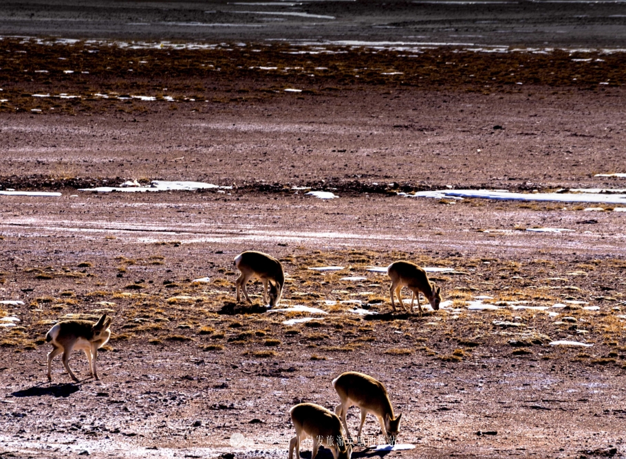 逃离香格里拉,逃离唐古拉山