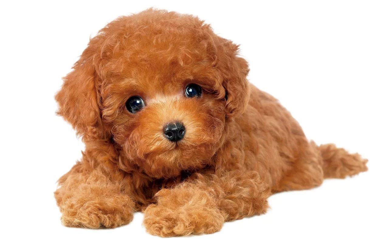 狗狗行为制止,狗狗行为矫正科目都有什么