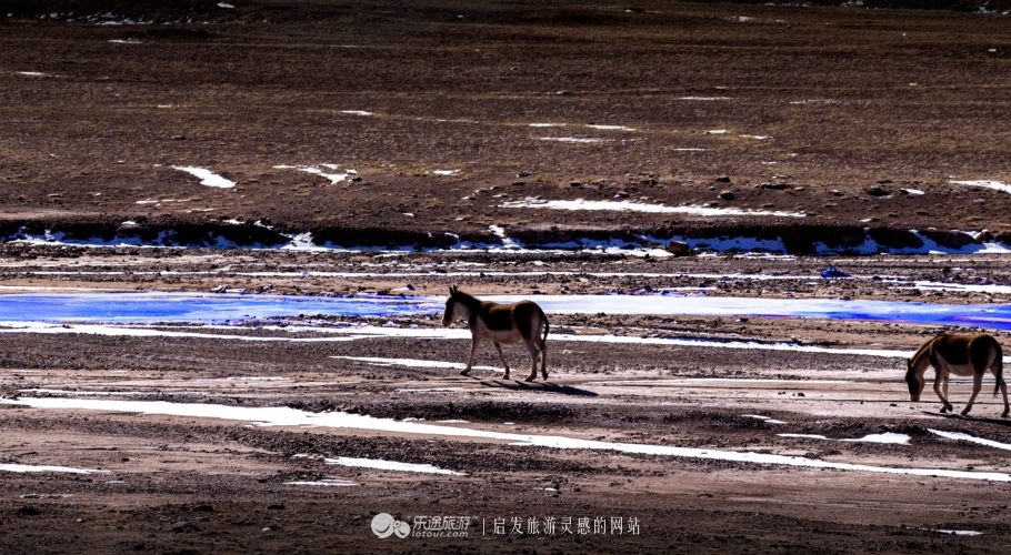 逃离香格里拉,逃离唐古拉山