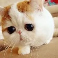 分析辟谣｜苏州名校学区已经抱团？！未来哪个区最受名校青睐