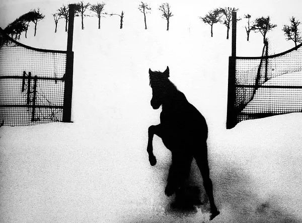 一个陌生女人的来信话剧完整版,一个陌生女人的来信