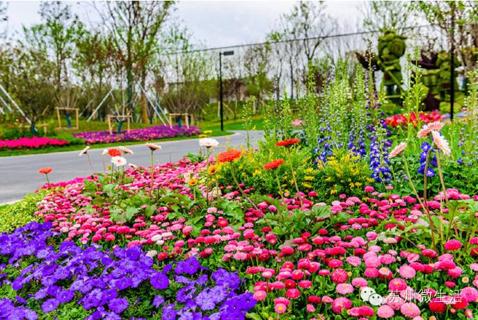 园博园花海在哪个位置,园博园花海现在还有么