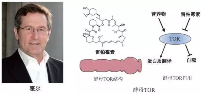 造酒，酿醋，拿诺奖：“下得了厨房上得了厅堂”的神奇酵母