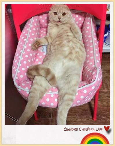 胖橘猫和铲屎官,铲屎官说橘猫很肥