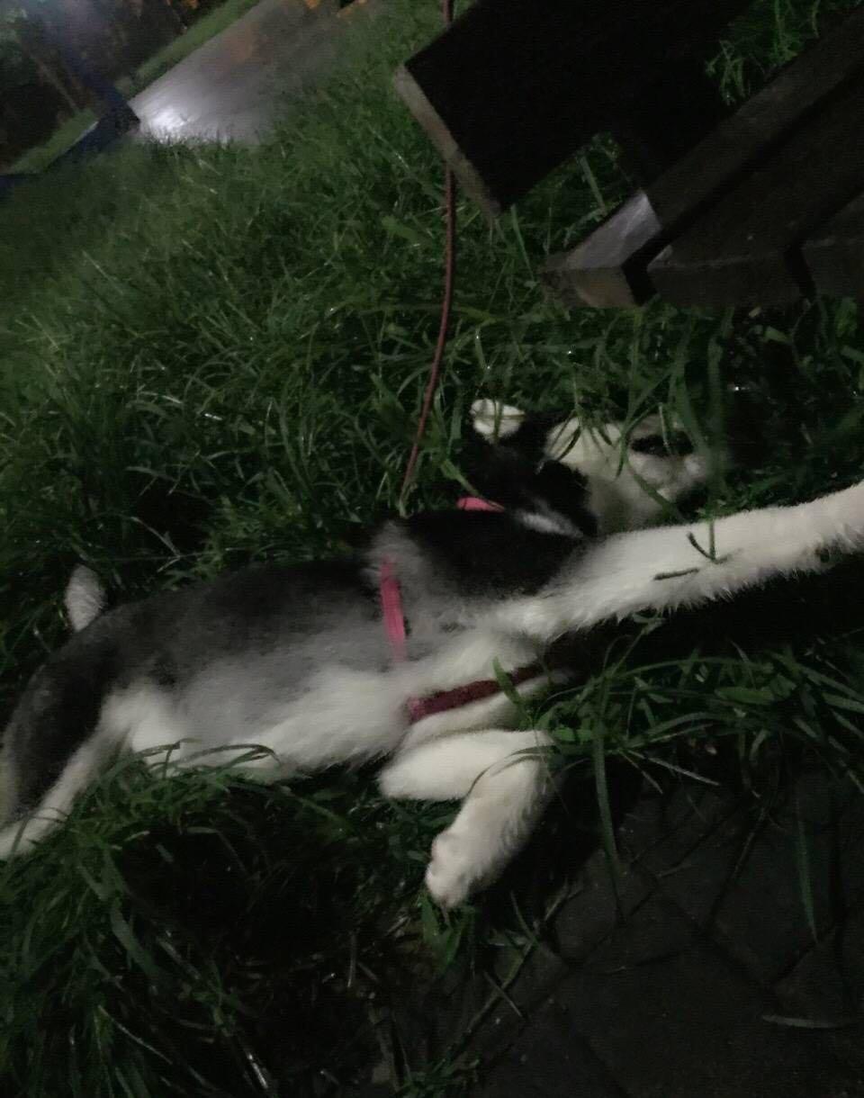 哈士奇突然一直嗷呜,哈士奇莫名吠叫正常吗