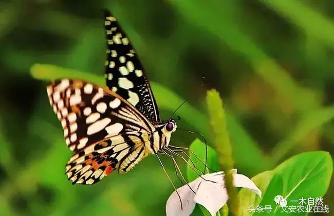 水生昆虫幼虫图谱,各种有害昆虫图谱