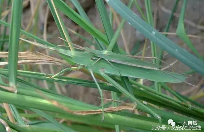 水生昆虫幼虫图谱,各种有害昆虫图谱