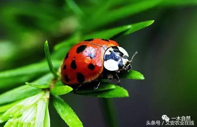 水生昆虫幼虫图谱,各种有害昆虫图谱