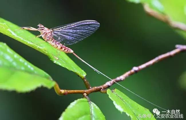 水生昆虫幼虫图谱,各种有害昆虫图谱