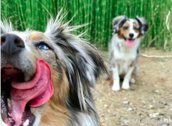 全盲卖不出去！牧羊犬对世界害怕，有了狗妹妹后找回最美笑容