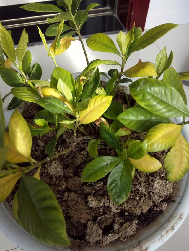 栀子花黄叶的原因及处理小妙招,栀子花黄叶的原因及其处理方法