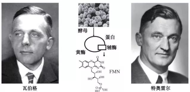 造酒，酿醋，拿诺奖：“下得了厨房上得了厅堂”的神奇酵母
