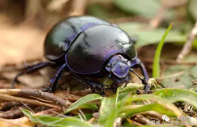 水生昆虫幼虫图谱,各种有害昆虫图谱