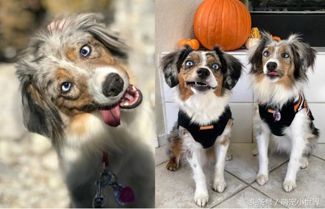 全盲卖不出去！牧羊犬对世界害怕，有了狗妹妹后找回最美笑容