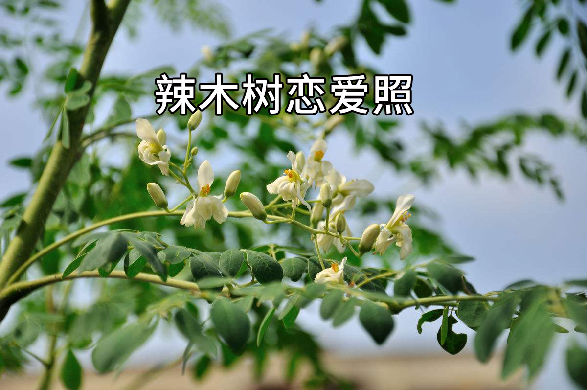 你很可能吃了一个“假”的辣木籽！