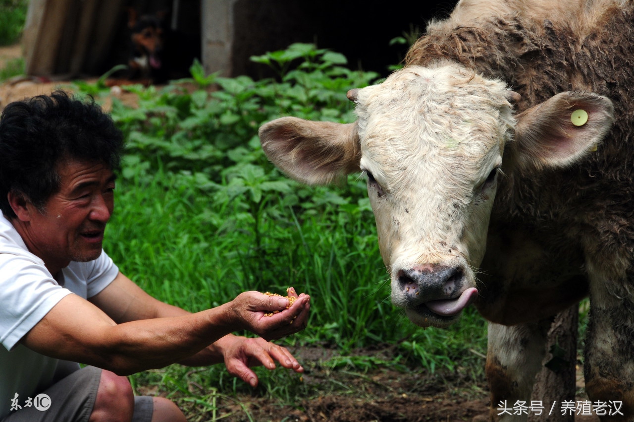 养牛总是落犊怎么回事,养牛一年不得病的秘诀