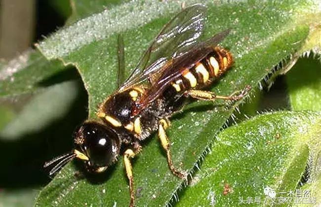 水生昆虫幼虫图谱,各种有害昆虫图谱
